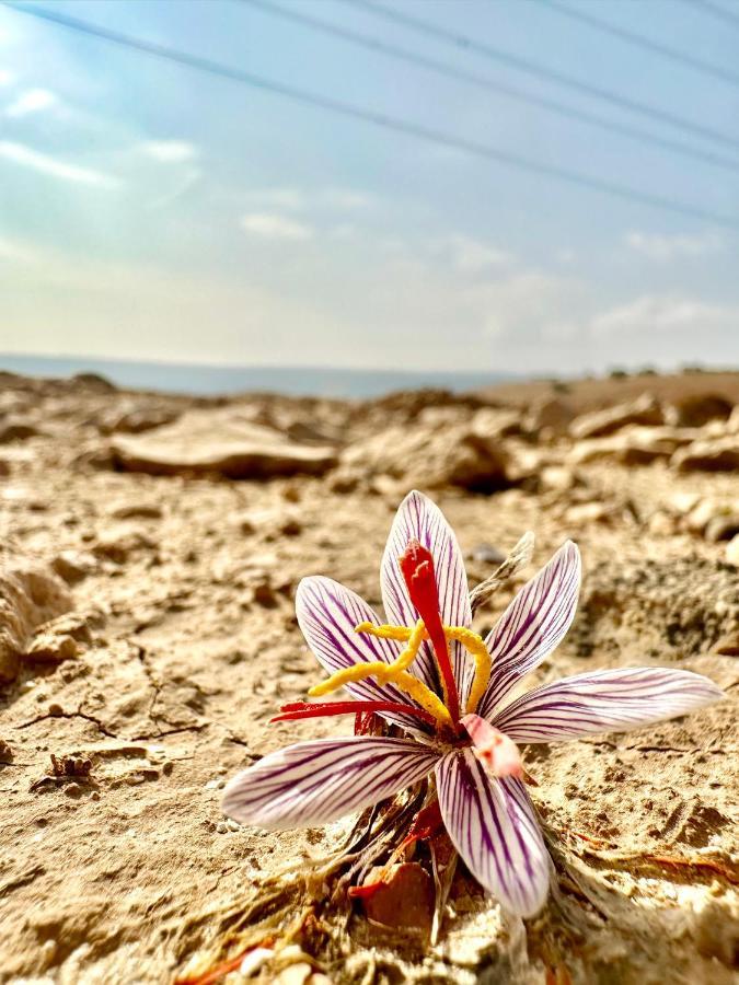Wadi Al-Wala View Camp Hotel Madaba Luaran gambar